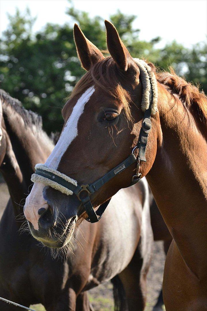 Hollandsk Varmblod Zirmatine - 27.05.2012 Zirma på fold en dejlig solskinsdag :) Foto: Christina Bæk billede 6