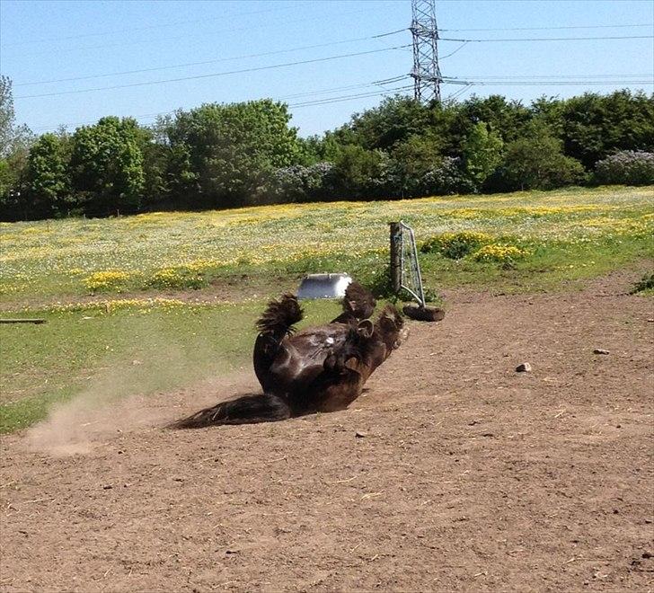 Irish Cob Himmelhest  Zafir - rulle, rulle, rulle... :) billede 7