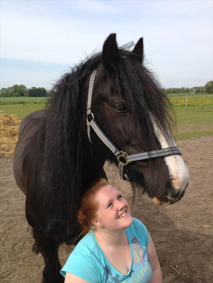 Irish Cob Himmelhest  Zafir - Foldhygge <3 min beskytter :) billede 3