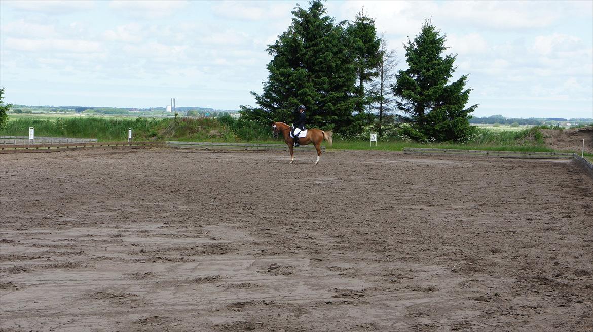 Sportsaraber (A) Glorija *Futte* - Parade i LB3. Den gav vores første 9 tal :) Nejst rideklub
 billede 19