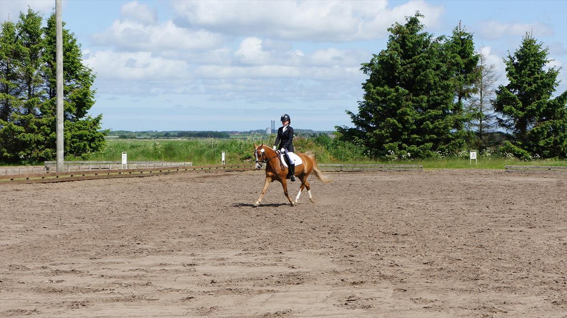 Sportsaraber (A) Glorija *Futte* - Øgning i LB3. Nejst rideklub billede 20