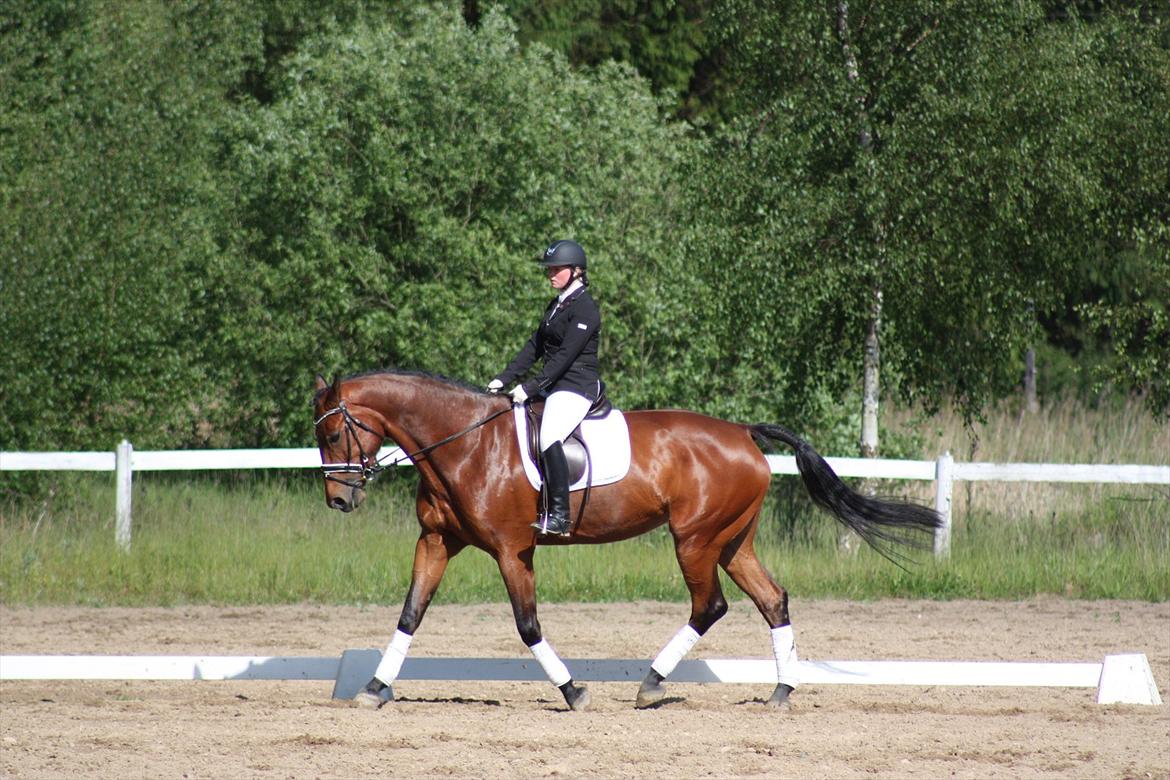 Dansk Varmblod Lantinja (Gitte) <3 billede 9