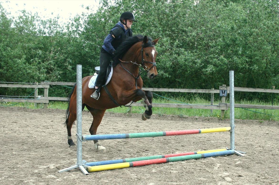 Anden særlig race Flatteur billede 6