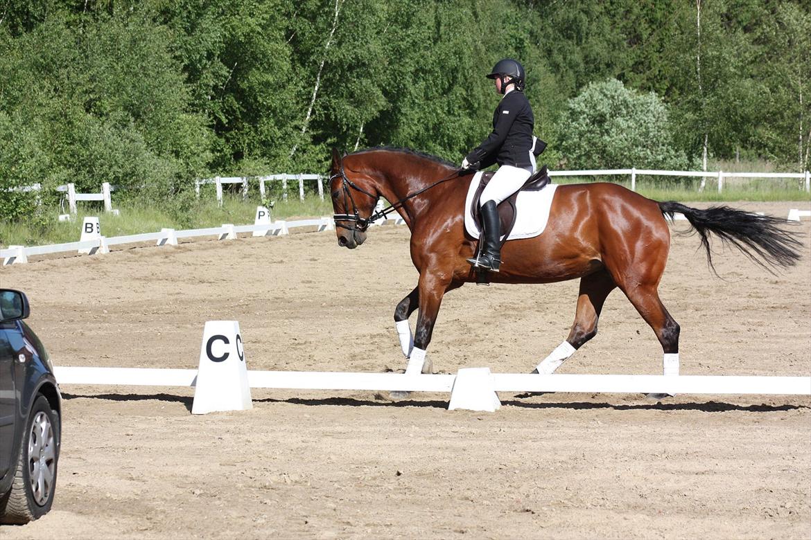 Dansk Varmblod Lantinja (Gitte) <3 billede 10