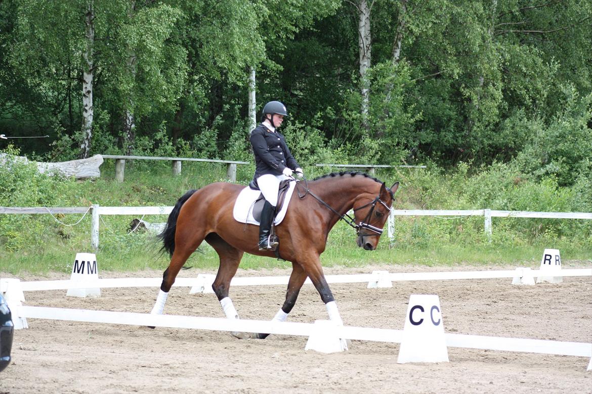 Dansk Varmblod Lantinja (Gitte) <3 billede 11