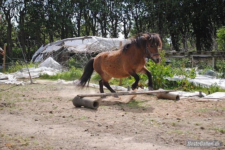 Shetlænder Manjo ||Part/Passer|| billede 9