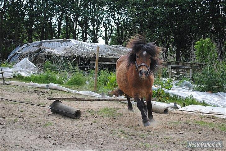 Shetlænder Manjo ||Part/Passer|| billede 10