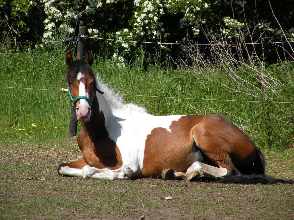 Anden særlig race Felix billede 12