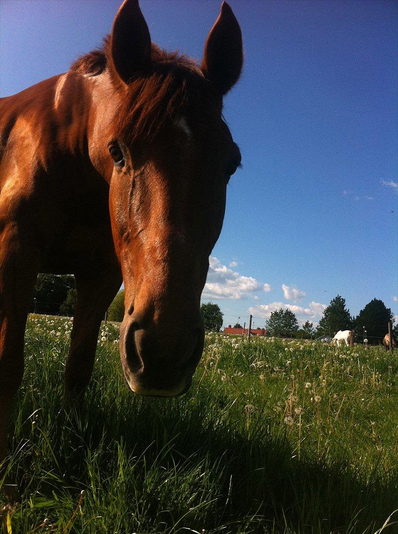 Anden særlig race Grønvangs Quinzy - Dejligeste pony <3 billede 10