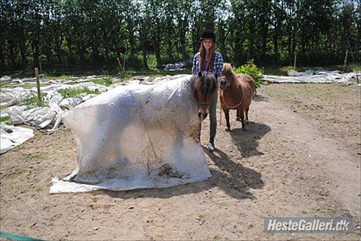 Shetlænder Manjo ||Part/Passer|| billede 11