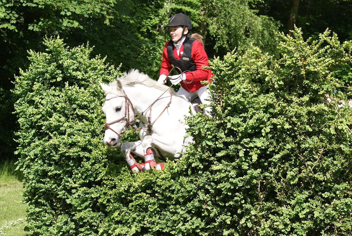 DSP Præstemarkens Mahogni |Honey| - Jagt på Friheden :D En rigtig krævende tur for både rytter og pony. Men en super fed tur som jeg kunne råbe FULDFØRT til  :D 
|Foto: Freja Hjort| billede 17