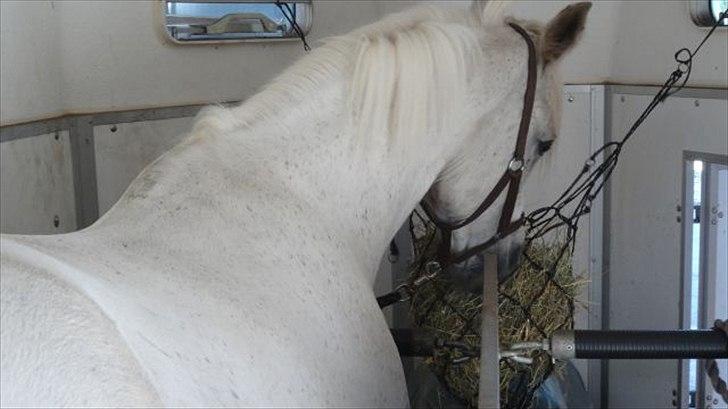 Anden særlig race Wendy * B-pony * - i traileren<3 billede 1