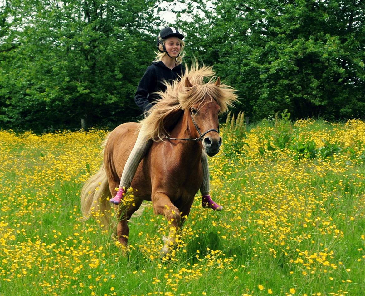 Islænder Ari fra Wennersminde  - Galop over en smuk eng<3 Bidløst :-)
Sommer 2012 billede 2