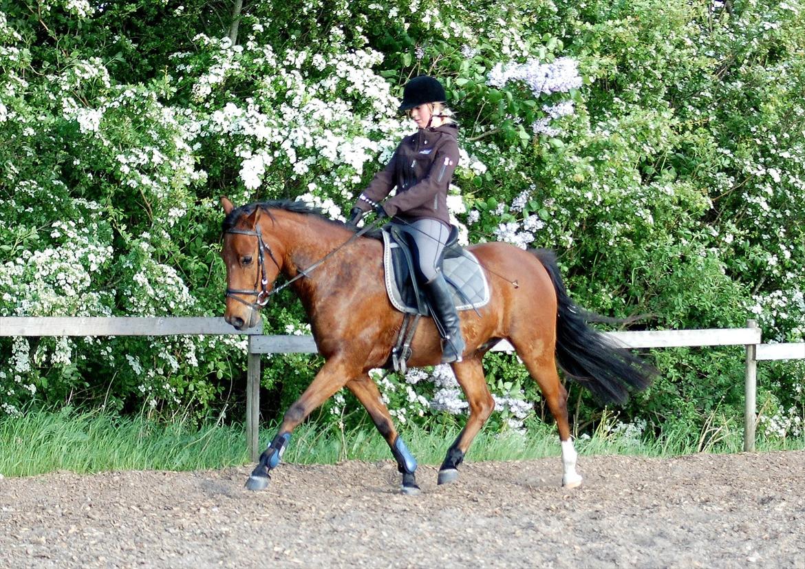 DSP BROWN COTTON NG - SOLGT - Juni 2012 billede 8