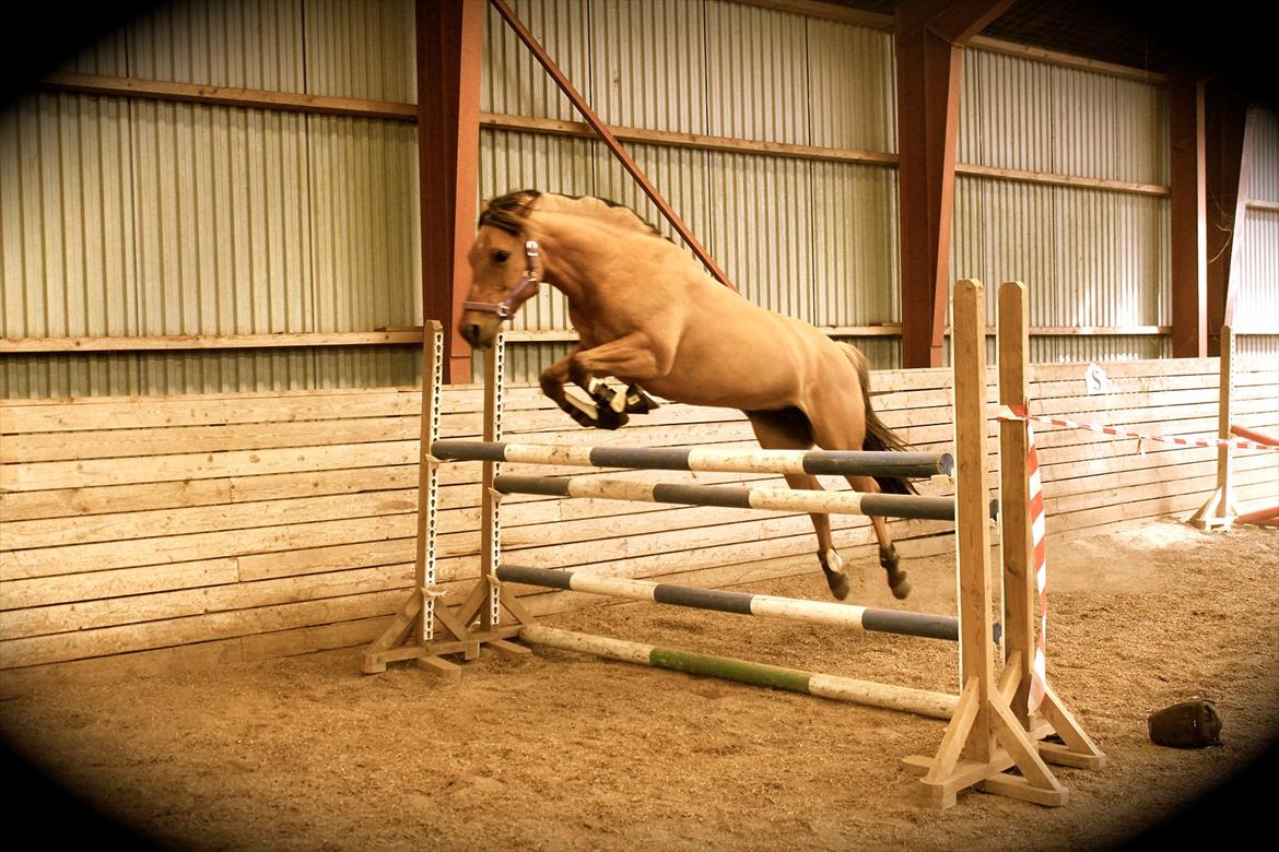 Anden særlig race Hanne - Du er for dejlig pony!!!
115 cm!! billede 6