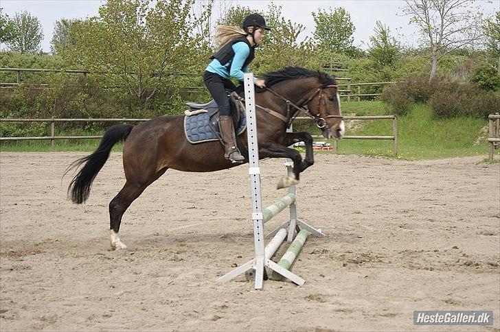 Welsh Cob (sec D) Sunshine Santana - Altid elsket!<3 billede 7