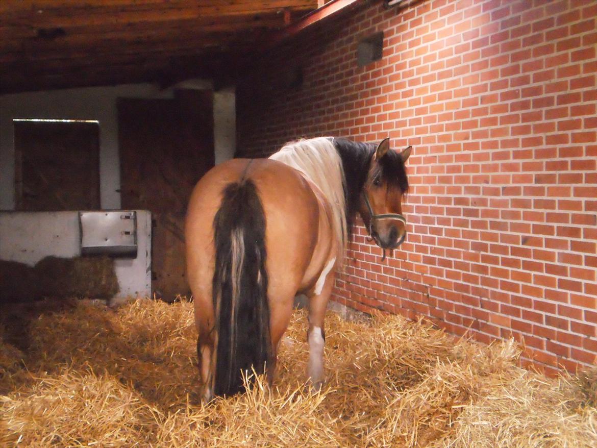 Anden særlig race Isabella billede 14