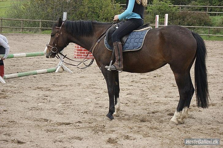 Welsh Cob (sec D) Sunshine Santana - Altid elsket!<3 billede 8