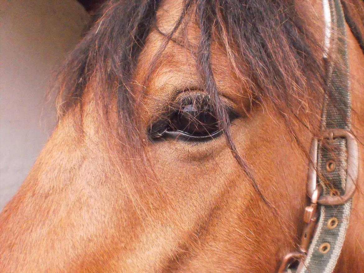 Anden særlig race Isabella billede 13