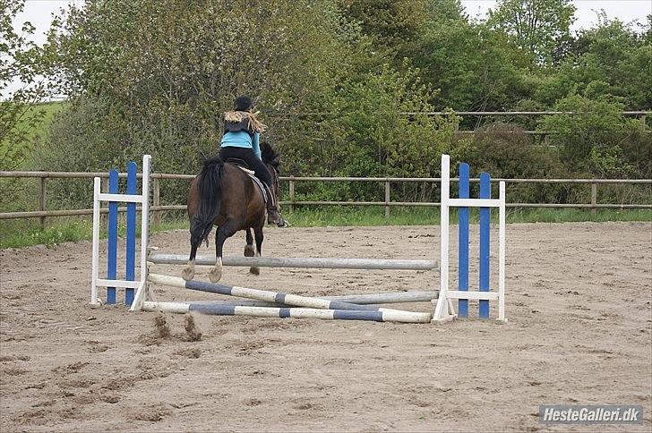 Welsh Cob (sec D) Sunshine Santana - Altid elsket!<3 billede 11