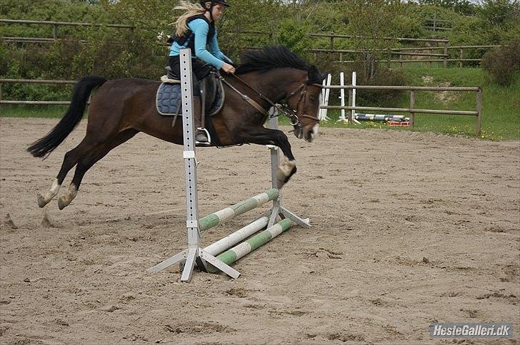 Welsh Cob (sec D) Sunshine Santana - Altid elsket!<3 billede 13