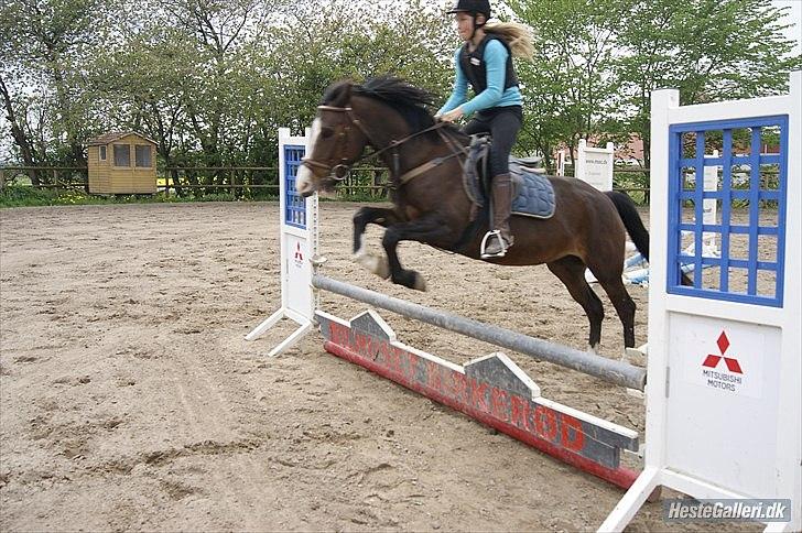 Welsh Cob (sec D) Sunshine Santana - Altid elsket!<3 billede 15