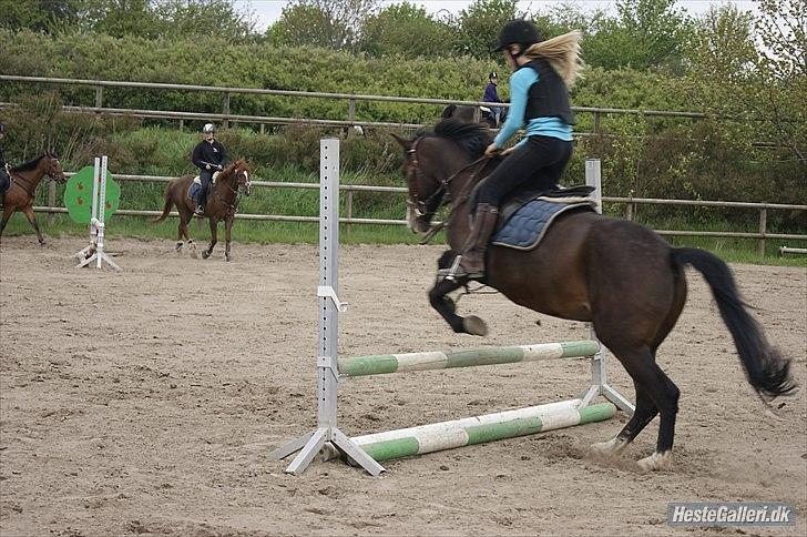 Welsh Cob (sec D) Sunshine Santana - Altid elsket!<3 billede 16