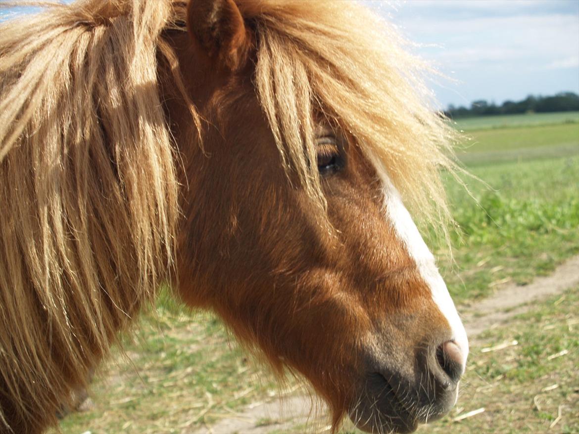 Shetlænder Mikkel - <3 billede 7