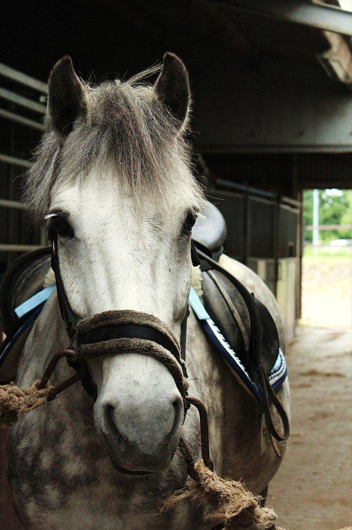 Anden særlig race Silver Moon - *Delle* <3 - It's amazing how you can speak right to my heart <3 billede 6