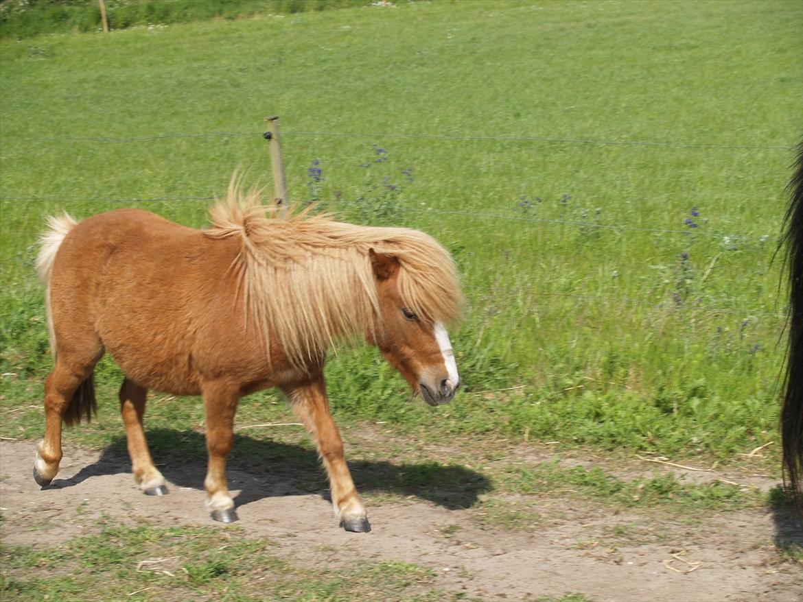 Shetlænder Mikkel billede 8