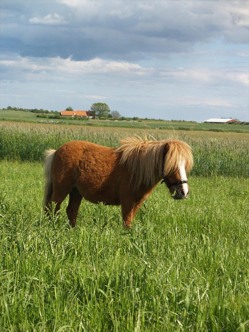 Shetlænder Mikkel billede 11
