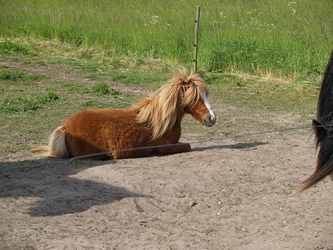 Shetlænder Mikkel billede 12