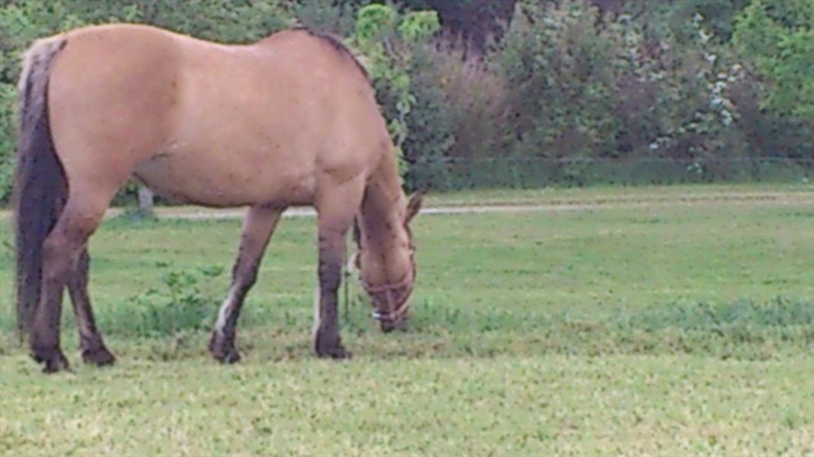 Anden særlig race Sweedy<3 - (Zoom) billede 5