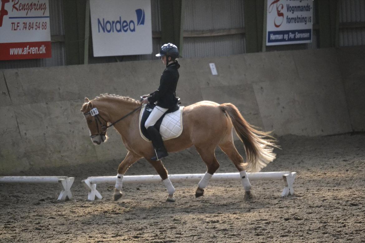 Anden særlig race Buster (Goise) - Stævne i SHR LC3 til 64,8 % og en delt 1.plads (red fejl i bane) så sys det er godt klaret :D

Taget af: AM billede 10