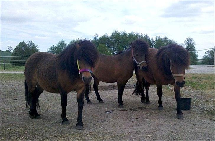 Shetlænder Ædellunds Matilde - Baby, Lea og Lulu. Nummer 2 dag på espelund!
 billede 17