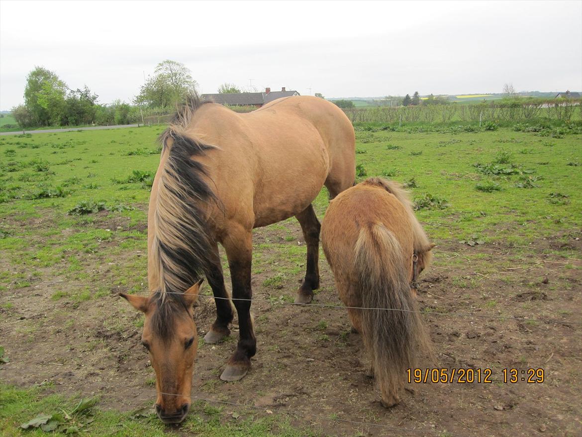 Anden særlig race Sweedy<3 - Sweedy og Tulle.. Første gang vi prøvede dem, taget lige efter en goó ridetur xP billede 10