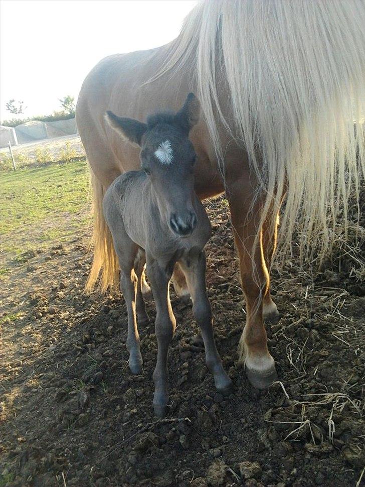Islænder Gæfa fra Tjørnegården billede 2