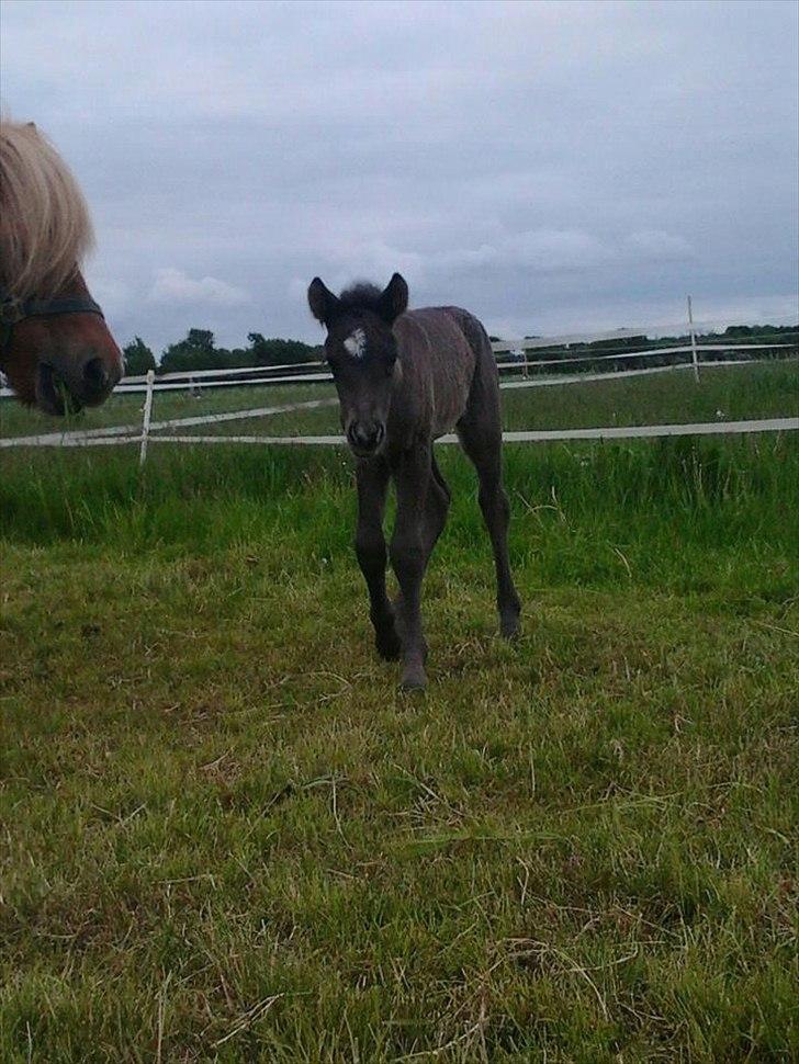 Islænder Gæfa fra Tjørnegården billede 3