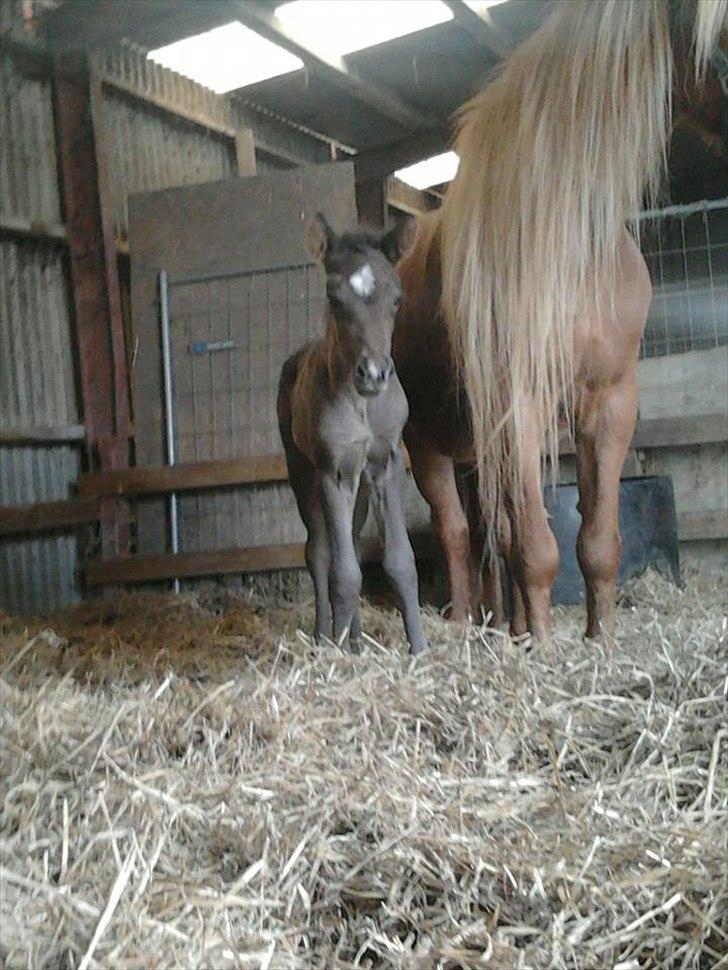 Islænder Gæfa fra Tjørnegården billede 4