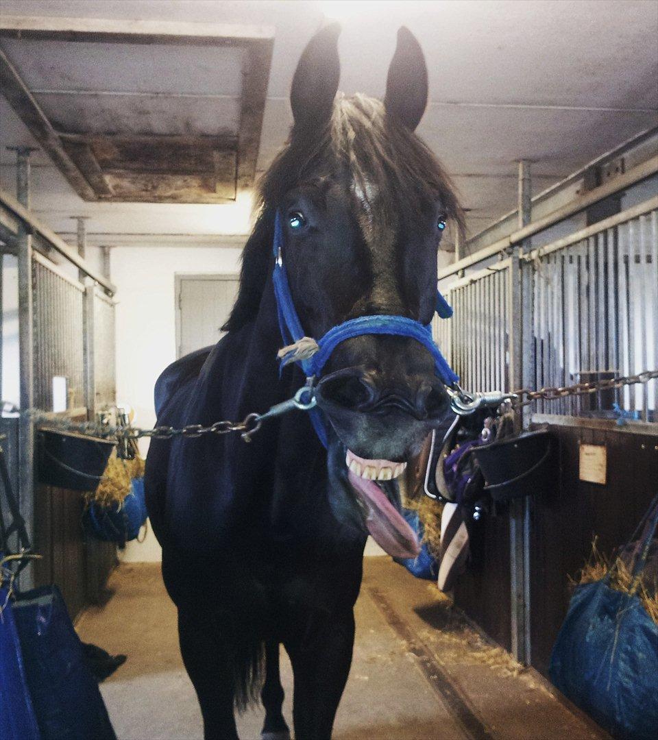 Dansk Varmblod Keboks Solist (DØD) R.I.P :-'( - You make my day brighter than the sun!  billede 2