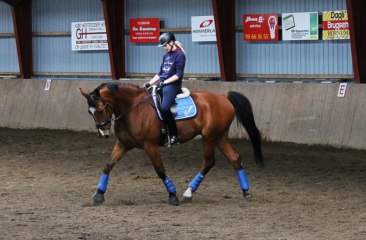 Dansk Varmblod Bastianborgs Zantos billede 4