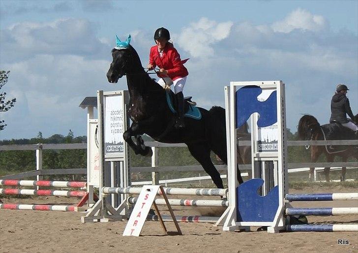 Dansk Varmblod Kastlund Diango (Solgt) - første springstævne 50 cm og en fejlfri rundte og så med vandgrav ;) billede 3