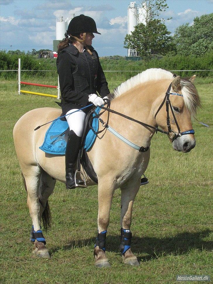 Fjordhest Larsen  "Lasse" solgt - at vinde 1. pladsen som eneste 1. pony er han stolt af:) billede 3