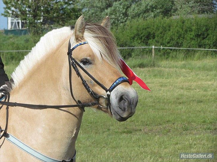 Fjordhest Larsen  "Lasse" solgt - Med den flotte røde rosette:) billede 2