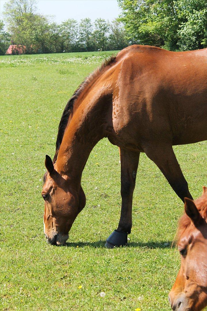 Dansk Varmblod Bastianborgs Zantos billede 5