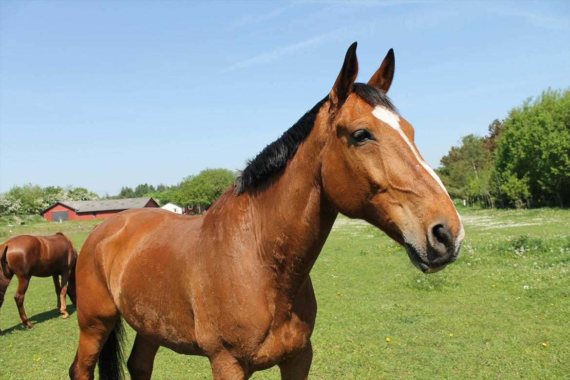 Dansk Varmblod Bastianborgs Zantos billede 6
