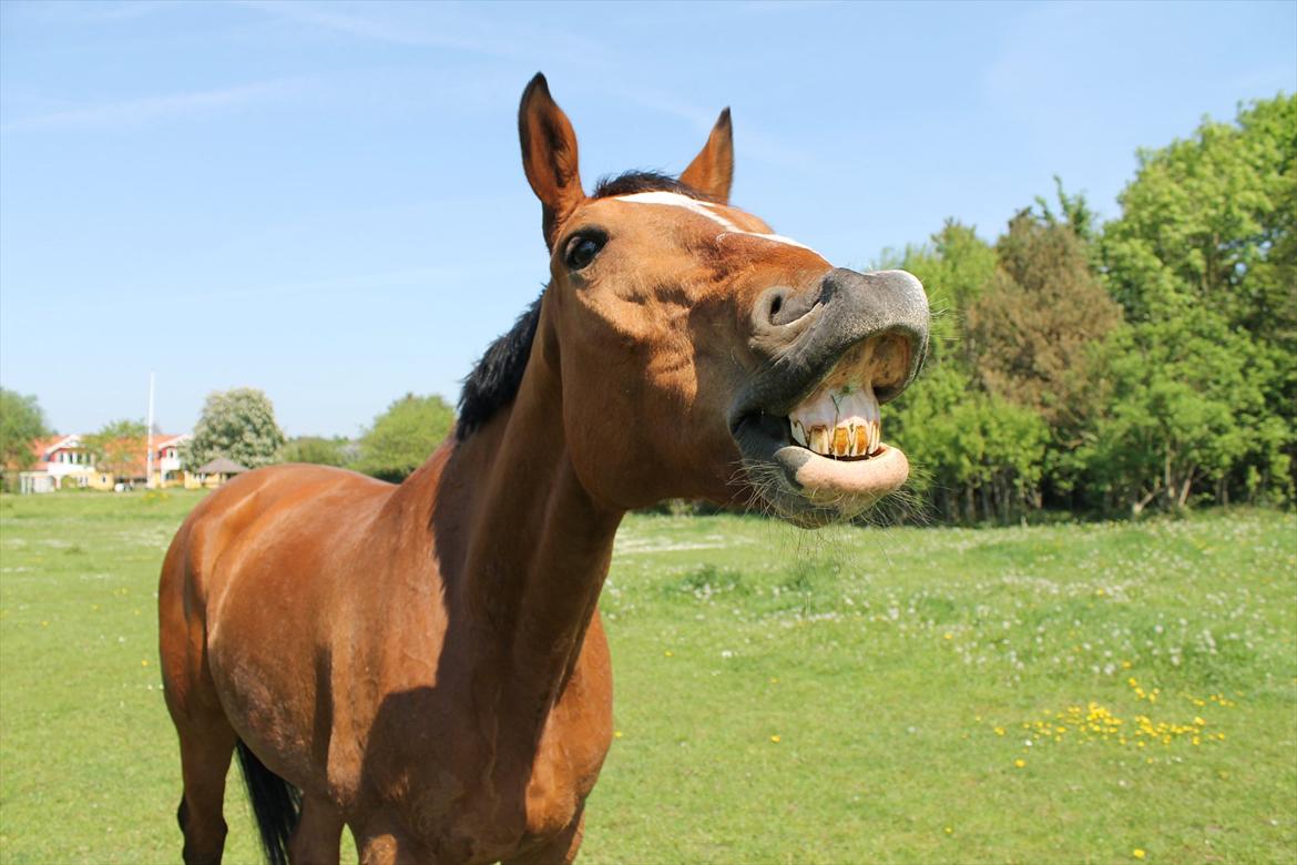 Dansk Varmblod Bastianborgs Zantos - Hygge på folden:-) billede 7