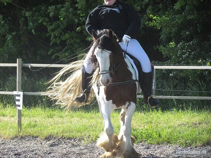 Tinker Satin´s Bacardi (tidligere hest)  - Se min flotte hale;) jeg nyder det her:) billede 3