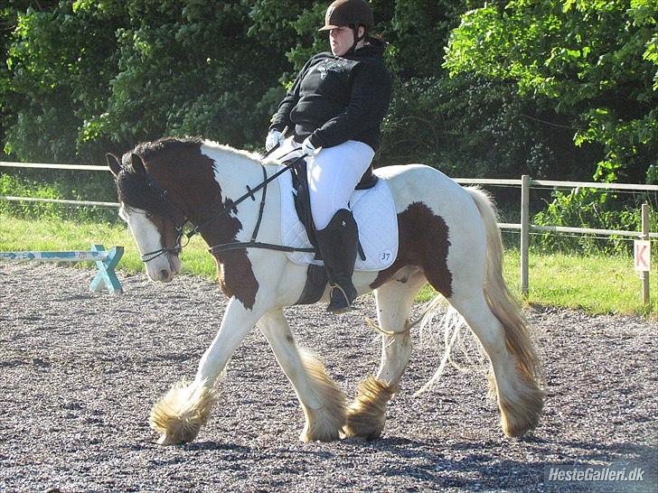 Tinker Satin´s Bacardi (tidligere hest)  - Tuller tuller tuller:P  jeg rider en LD2. billede 4