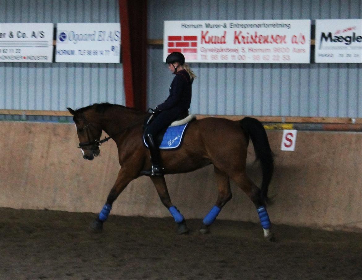 Dansk Varmblod Bastianborgs Zantos billede 8